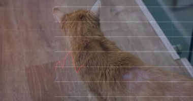 Finansal grafik animasyonuyla ahşap zeminde yürüyen kedi..