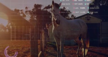 Kırsal kesimde duran at üzerinde borsa veri animasyonu. Finans, yatırım, tarım, teknoloji, ekonomi, ticaret