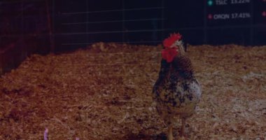 Veri analizi animasyon örtüsüyle yerde yürüyen tavuk. Kümes hayvanları, veri görselleştirme, tarım, tarım, teknoloji, analitik