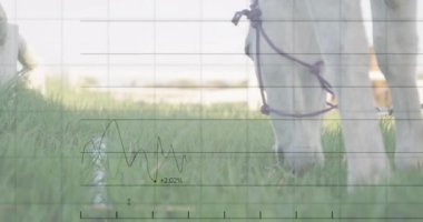 Üzerinde finansal veriler ve grafik animasyonları olan at otluyor. Maliye, tarım, çiftlik hayvanları, analiz, ekonomi, borsa
