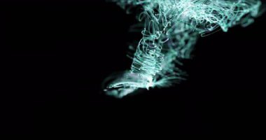 Siyah arkaplanda hareket eden parlak ışık izlerinin animasyonu. Renk, şekil, ışık ve hareket konsepti dijital olarak oluşturulmuş video.