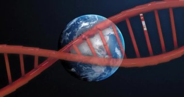 Siyah zemin üzerinde dönen parlak ışık izleriyle kırmızı DNA iplikçiklerinin animasyonu. Küresel tıp ve sağlık konsepti dijital olarak üretilen video.