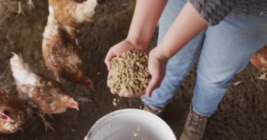 Tavukları beslemek, Dünya Günü animasyonları ve çevre dostu ikonlar. Sürdürülebilirlik, tarım, çevre, koruma, tarım, kümes hayvanları