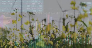 Finansal veri tabloları ve sarı çiçek tarlasının üzerindeki grafikler. Maliye, veri analizi, tarım, doğa, ekonomi, teknoloji