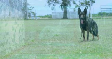 Alman çoban köpeği arka planda ağaçlarla çimenli bir alanda duruyor, animasyon ayarları. Köpek, köpek, çayır, açık hava, evcil hayvan, doğa