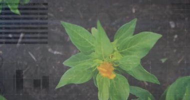 Animasyonda yeşil bitkiyi turuncu çiçeklerle kaplayan veri grafikleri ve grafikleri. Analizler, bilgi, dijital, teknoloji, büyüme, doğa