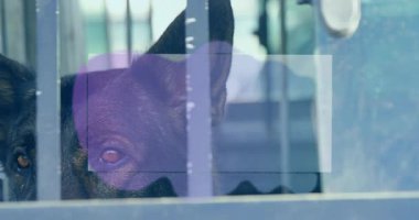 Parmaklıkların ardındaki köpeğe renkli oklar iliştirilmiş satılık metin. Evlat edinme, kurtarma, barınma, hayvan, köpek, hayvan