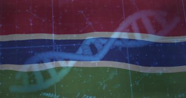 Gambiya bayrak geçmişi üzerinde DNA ipliği ve bilimsel veri işleme animasyonu. Biyoteknoloji, genetik, analiz, araştırma, bilim, moleküler
