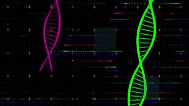 Siyah arka plandaki DNA iplikçiklerinin renkli dijital kodlama animasyonu. Genetik, biyoteknoloji, biyoenformatik, yenilik, bilim, teknoloji