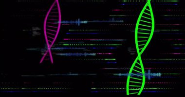 Siyah arkaplanda canlı DNA iplikçiklerinin ve dijital veri kalıplarının animasyonu. Genetik, biyoteknoloji, bilim, moleküler, geleceksel, yenilik