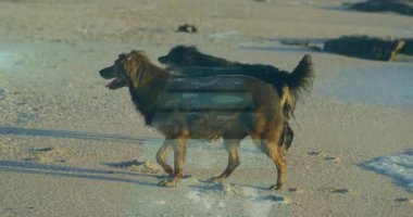 Kumsalda yürüyoruz, dijital animasyon kaplamalı iki köpek. dijital sanat, deniz kenarı, eğlenceli, yaratıcı, doğa, tatil