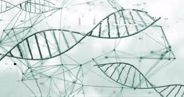 Bilimsel veri görselleştirmesindeki ağ bağlantılarıyla DNA iplikçiklerinin animasyonu. Biyoteknoloji, genetik, moleküler, araştırma, analiz, yenilik