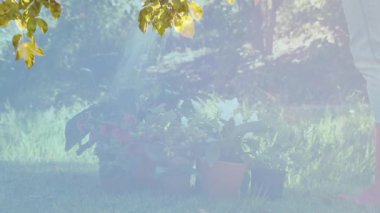 Ağaç yapraklarının arasından süzülen güneş ışığı bahçe bitkilerinin üzerine animasyon yapıyor. Doğa, yeşillik, yeşillik, atmosfer, sükunet, manzara