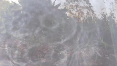 Dalış yapan turuncu çiçekli girdaplı su, bulanık doğal arkaplana karşı. Doğa, sükunet, çiçek, su, uyum, tazelik.