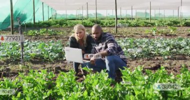 Dizüstü bilgisayardaki verileri analiz etmek, seradaki çiftçilerin sebze ürünleri animasyonunu yönetmesi. Tarım, tarım, teknoloji, sürdürülebilirlik, organik, tarım