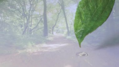 Yaprak üzerinde su damlacıkları orman yolu ve arka planda ağaçlar. Doğa, yeşillik, yeşillik, çiy, huzur, açık hava.