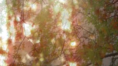 Sonbahar yapraklarının arasından süzülen güneş ışığı, ormanda sıcak ve sakin bir atmosfer yaratır. Doğa, yeşillik, sükunet, mevsimlik, açık hava, manzara