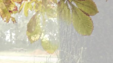 Sonbahar yapraklarının arasından süzülen güneş ışığı arka planda bulanık. Doğa, sonbahar, yeşillik, açık hava, ağaçlar, sükunet