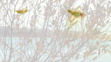 Hareketli siluetli figürler sakin su ve bitkilerin arka planına karışıyor. soyut, sükunet, doğa, ahenk, örtüşme, huzur