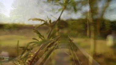 Doğada ahşap köprü, ön planda yapraklı bitki, animasyon tarzı. çevre, sükunet, yeşillik, açık hava, resimleme