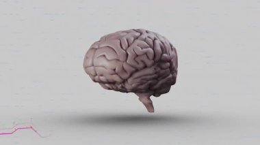 Veri analizi konsepti için değişken grafik çizgileri olan beyin modelinin animasyonu. Nörobilim, yapay zeka, teknoloji, yenilik, veri bilimi, görselleştirme