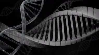 Karanlık arka planda sarmal yapısı olan DNA iplikçiklerinin çarpıtılmış animasyonu. Genetik, biyoteknoloji, moleküler, bilim, yenilik, araştırma