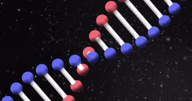 Düşen kar animasyonunun üzerinde kırmızı ve mavi küreler olan DNA ipliği. Genetik, moleküler, bilim, biyoteknoloji, sarmal, araştırma