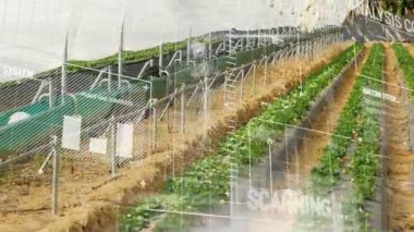 Seradaki dijital veriler tarımsal teknolojideki gelişmeleri gösteriyor. Tarım, yenilik, sürdürülebilirlik, akıllı, verimlilik, veri odaklı