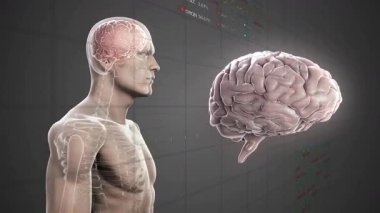 Finansal veri grafikleri üzerinden beyin ve omurilik ile insan anatomisi animasyonu. Bilim, biyoloji, teknoloji, finans, analiz, araştırma