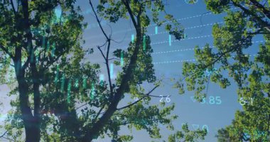 Mavi gökyüzünde finansal verileri ve grafikleri olan ağaç dalları. Finans, büyüme, yatırım, analitik, doğa, ekonomi