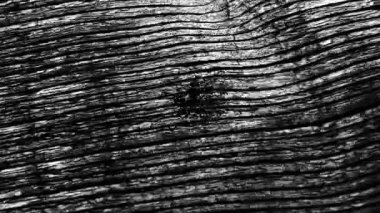 Yıpranmış ahşap yüzeyine siyah beyaz işaretler ve baş harfler kazınmış. Oyma, ahşap işçiliği, doku, kırsal, vintage, zanaat