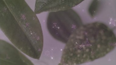 Üzerinde mor yıldız animasyonu olan yeşil yaprakların üzerine düşen yağmur damlaları. Doğa, yeşillik, tazelik, dinginlik, çevre, doku