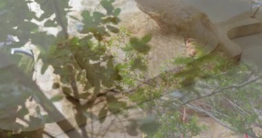 Hamakta dinlenen, ağaç dalları ve yaprakların altında yatan, animasyon kitabının tadını çıkaran biri. Rahatlama, açık hava, rahatlama, okuma, sükunet, doğa.