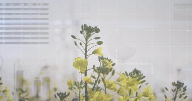 Veri tabloları ve grafikleri olan sarı çiçekler sahneyi kaplıyor. Doğa, analitik, teknoloji, finans, büyüme, yenilik