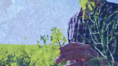 Sarı çiçekleri inceliyoruz, ekose gömlekli adam soyut mavi animasyon kaplamalı. Doğa, botanik, inceleme, dijital sanat, teknoloji, kontrast