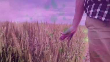 Dokunaklı buğday tarlası, mor gökyüzünün altında yüzen yeşil animasyon parçacıkları. Doğa, sükunet, gerçeküstü, rüya gibi, tarım, manzara