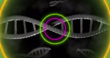 Bilimsel görselleştirmede parlayan neon halkalar ile DNA iplikçiklerinin animasyonu. Genetik, biyoteknoloji, moleküler, araştırma, laboratuvar, dijital