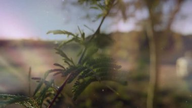 Güneş ışığı bulanık yeşilliğin içinden hafif parlak parçacıklarla akıyor. Doğa, ruhani, bokeh, rahatlatıcı, sakin, açık hava.