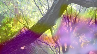 Renkli soyut çiçek şekilleriyle animasyon tarzında yumuşak odak noktalarını harmanlamak. canlı, çağdaş, dijital