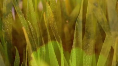 Yeşil çimenlerin üzerinde çiy damlaları parıldıyor yumuşak, sıcak sabah ışığında. Doğa, tazelik, sükunet, gündoğumu, huzur, nem