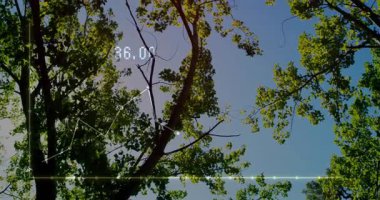 Ağaç dalları ve yaprakları mavi gökyüzünde veri işleme animasyonuyla birlikte. Doğa, çevre, dijital, teknoloji, yenilik, fütüristik