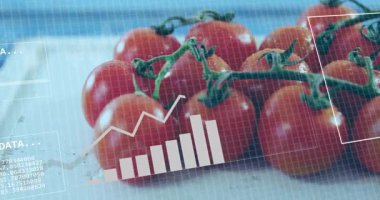 Grafikleri ve ikili kodları gösteren veri işleme animasyonlu domatesler. Teknoloji, tarım, dijital, analitik, tarım, yenilik