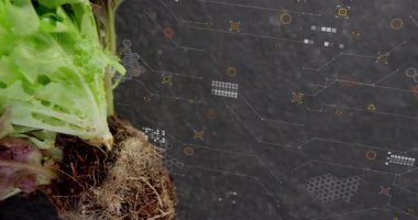 Dijital veri işleme animasyonu bahçedeki taze marul yaprakları üzerinde. Teknoloji, tarım, yenilik, fütüristik, çevre dostu, sürdürülebilirlik