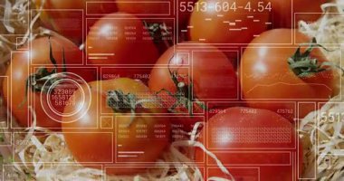 Dijital veri işleme, domatesleri tarımsal ortamda samanla kaplar. Tarım, tarım, organik, teknoloji, yenilik, üretim