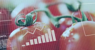 Domateslerin yakın çekimi üzerine bar grafik ve ikili kod animasyonu. Teknoloji, tarım, yenilik, dijital, analitik, tarım