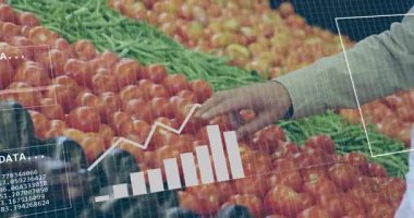 Domatesleri elle seçmek, veri analizi animasyonları grafikleri ve ikili kodları örtüyor. Tarım, teknoloji, veri analizi, dijital, yenilik, görselleştirme