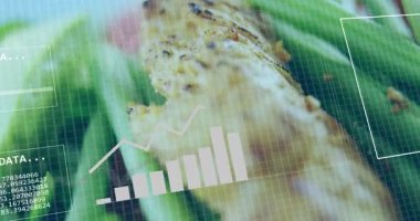 Çubuk grafik ve ikili kod animasyonu mısır bitkisine yakın çekim. Tarım, teknoloji, veri, dijital, analiz, istatistik