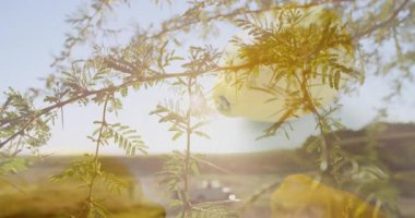 Ön planda animasyon olan güneş ışığı dalları, arka planda bulanık bir manzara. Doğa, yeşillik, güneş ışığı, manzara