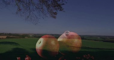 Büyük elmaları, dağınık küçük elmalarla birlikte kırsal arazide yüzdürmek. Meyve bahçesi, tarım, hasat, doğa, gerçeküstü, kırsal