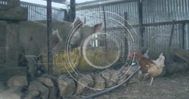 Dijital veri içeren domuz ve tavuklar animasyonu örtüyor. Çiftlik hayvanları, tarım, teknoloji, tarım, yenilik, analitik